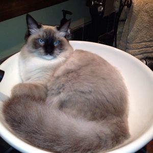 Meet your Posher, Diane